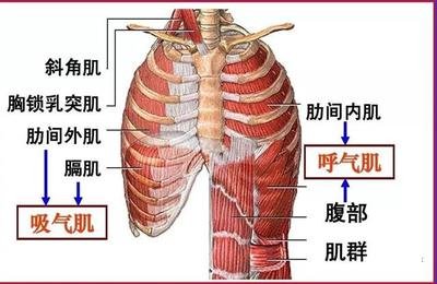 肺炎-呼吸訓練器-基層肺功能-腦卒中-心血管病-中風(fēng)-腦梗-慢阻肺-哮喘-呼吸肌-排痰-肺功能檢測儀-賽客