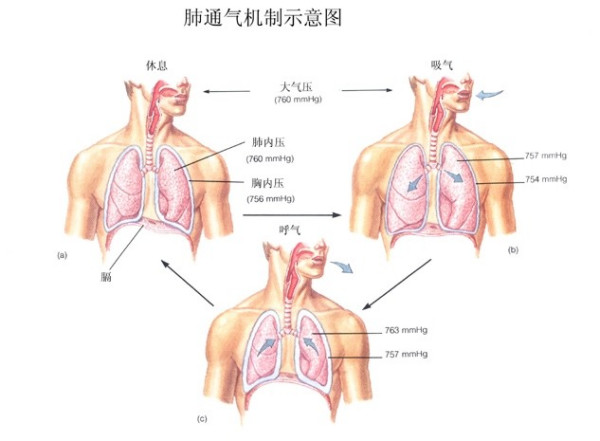 肺炎-哮喘-慢阻肺-咳嗽-咳喘-支氣管炎-肺功能檢測儀-呼吸訓練器-心臟病-心血管疾病-歌唱-肺通氣-練聲-氣息--呼吸峰流速儀